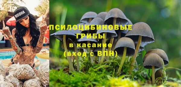 прущие грибы Белокуриха
